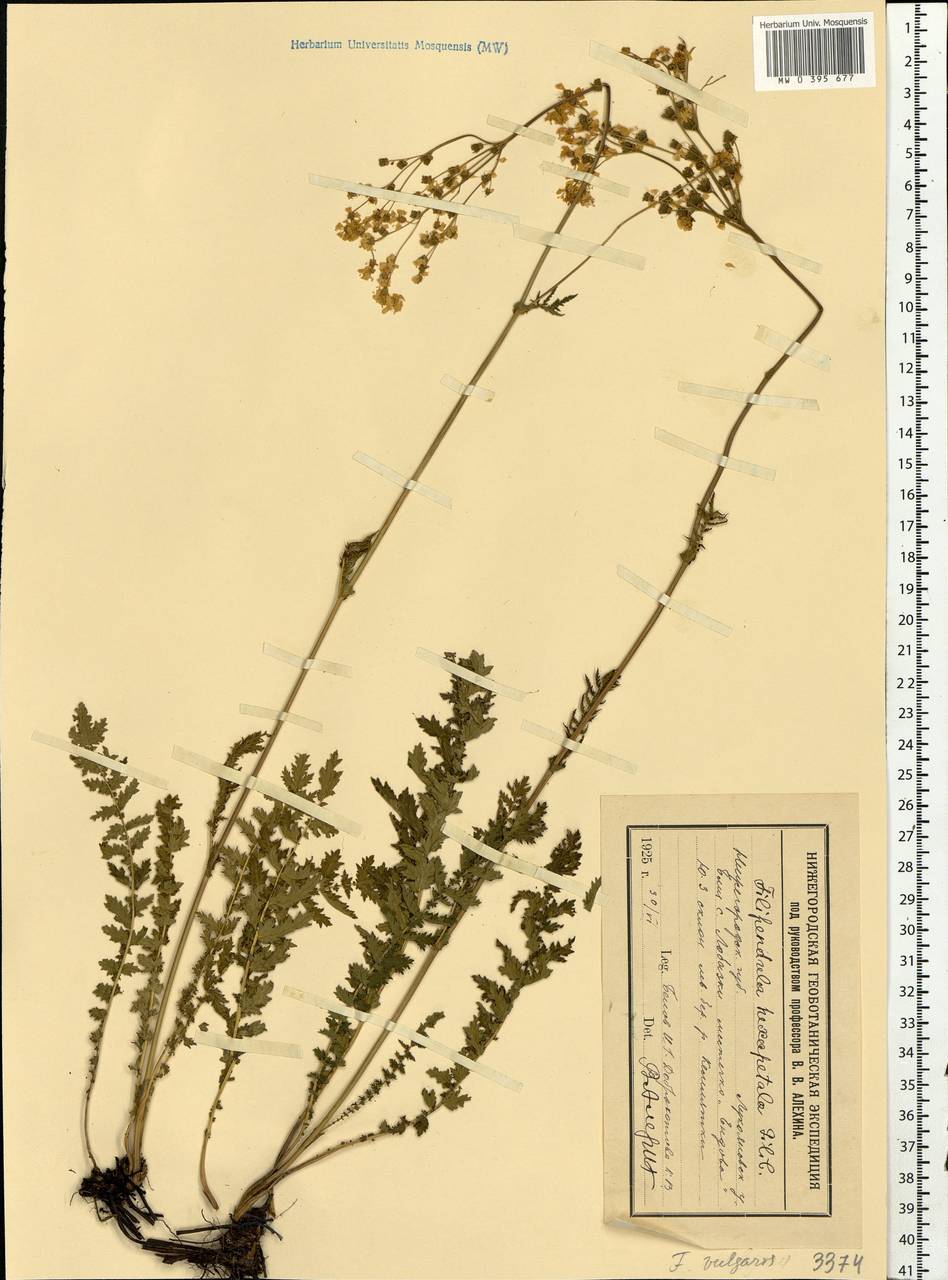 Filipendula vulgaris Moench, Eastern Europe, Middle Volga region (E8) (Russia)
