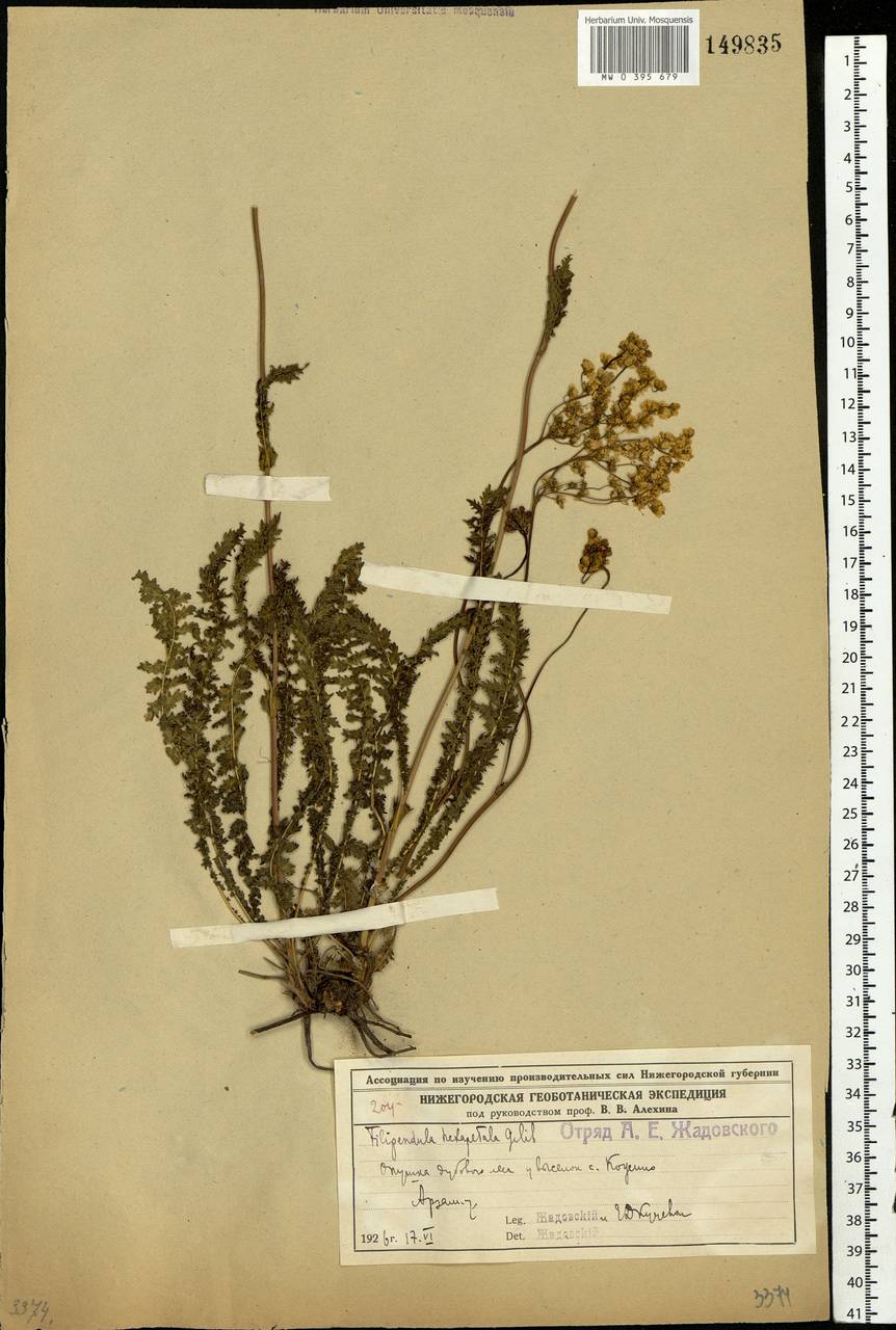 Filipendula vulgaris Moench, Eastern Europe, Volga-Kama region (E7) (Russia)