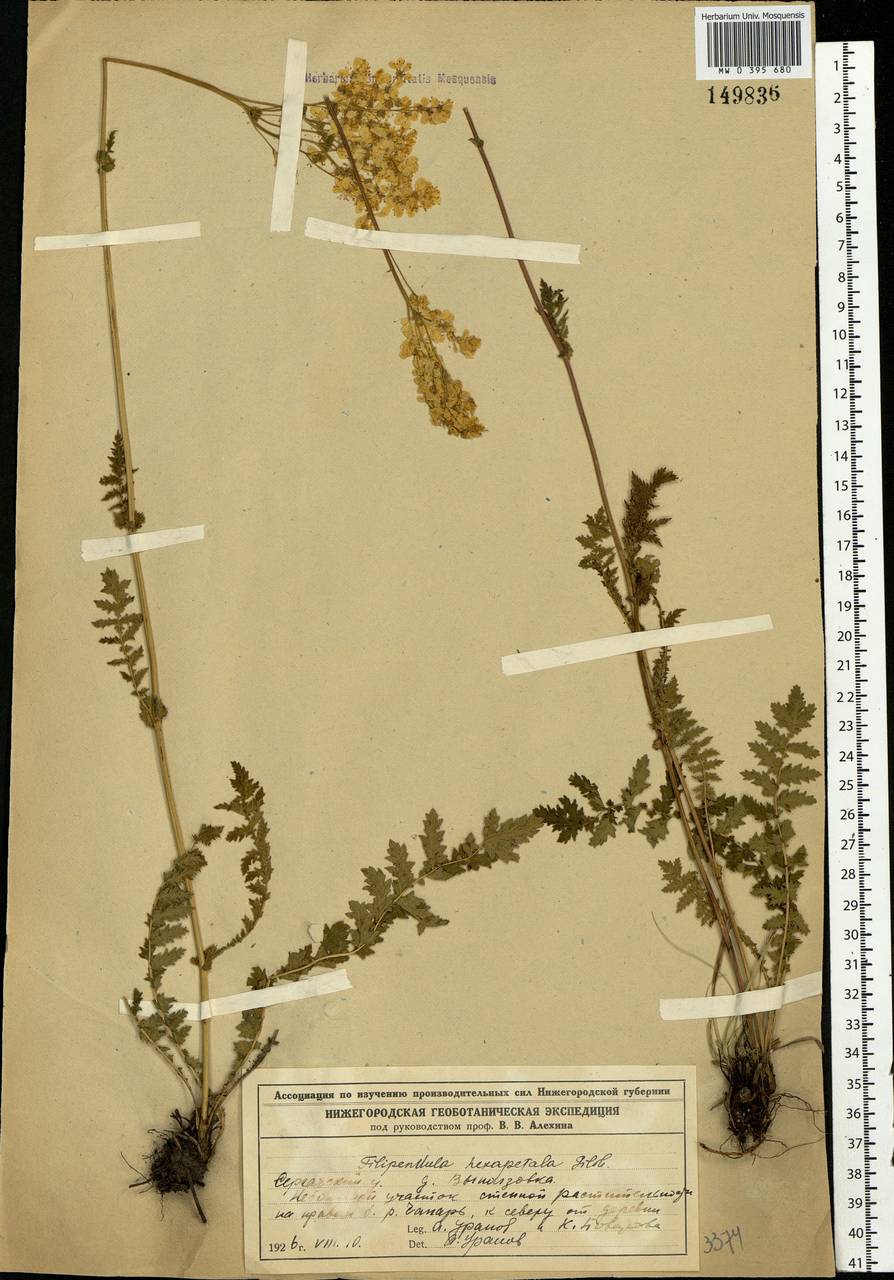Filipendula vulgaris Moench, Eastern Europe, Volga-Kama region (E7) (Russia)