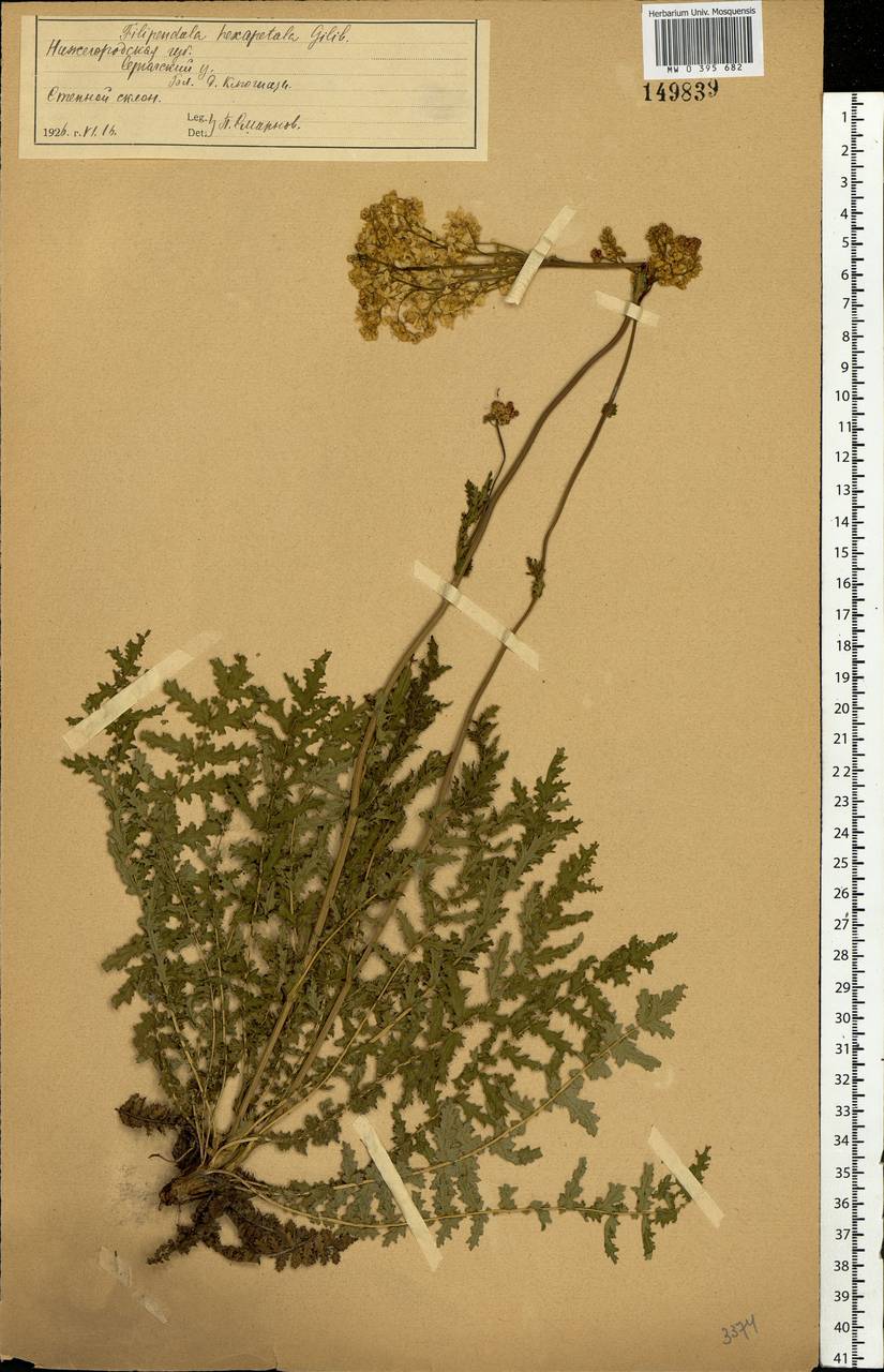Filipendula vulgaris Moench, Eastern Europe, Volga-Kama region (E7) (Russia)