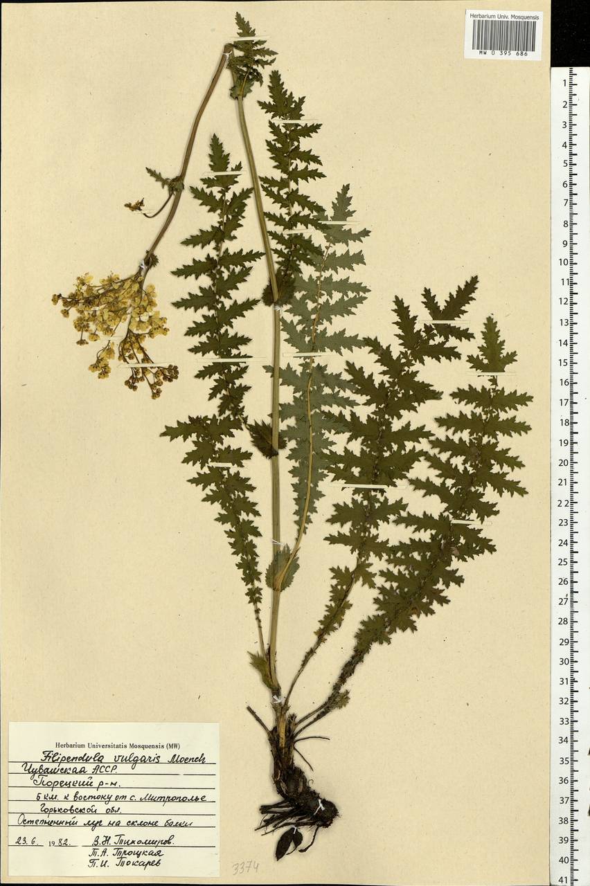 Filipendula vulgaris Moench, Eastern Europe, Middle Volga region (E8) (Russia)