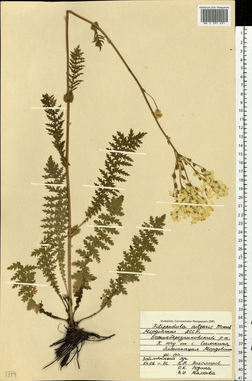 Filipendula vulgaris Moench, Eastern Europe, Middle Volga region (E8) (Russia)