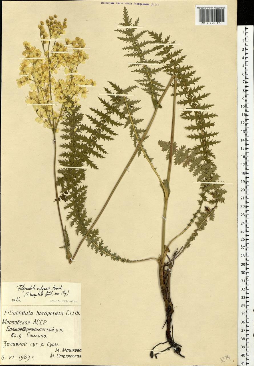 Filipendula vulgaris Moench, Eastern Europe, Middle Volga region (E8) (Russia)