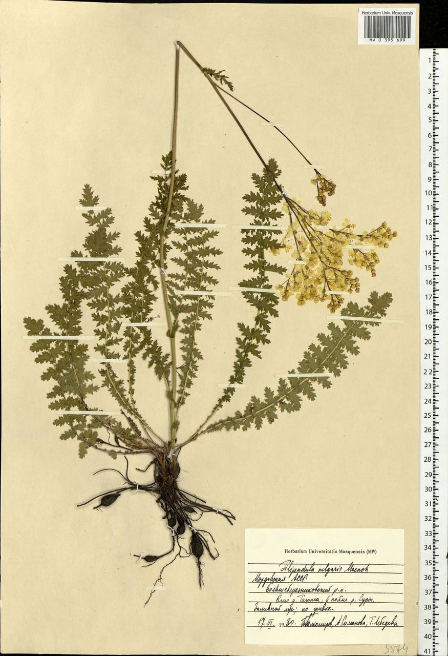 Filipendula vulgaris Moench, Eastern Europe, Middle Volga region (E8) (Russia)