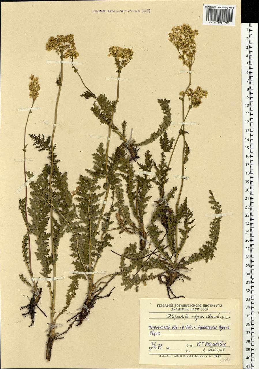 Filipendula vulgaris Moench, Eastern Europe, Middle Volga region (E8) (Russia)