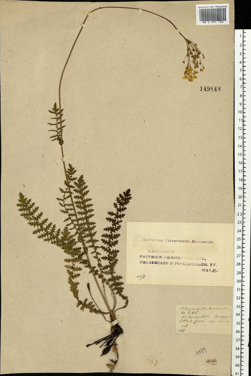 Filipendula vulgaris Moench, Eastern Europe, Middle Volga region (E8) (Russia)