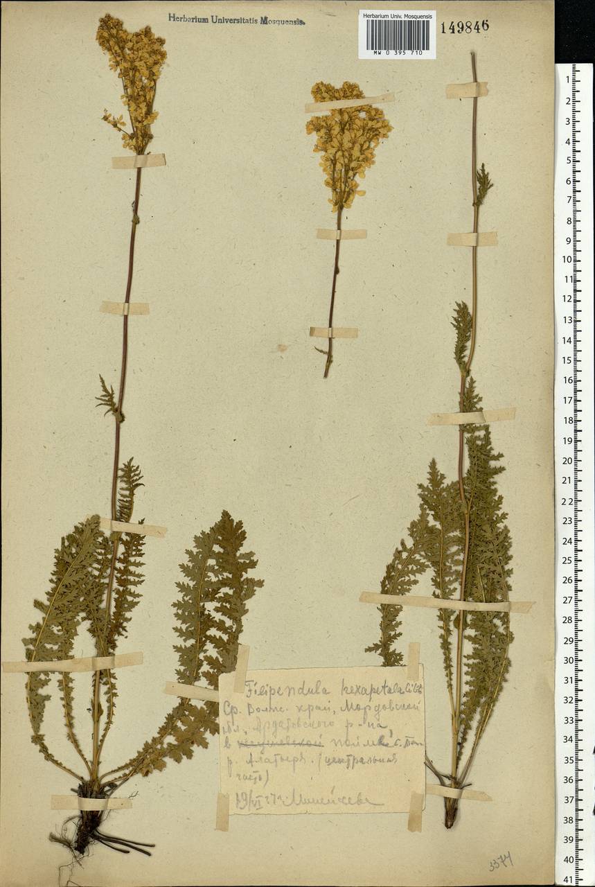 Filipendula vulgaris Moench, Eastern Europe, Middle Volga region (E8) (Russia)