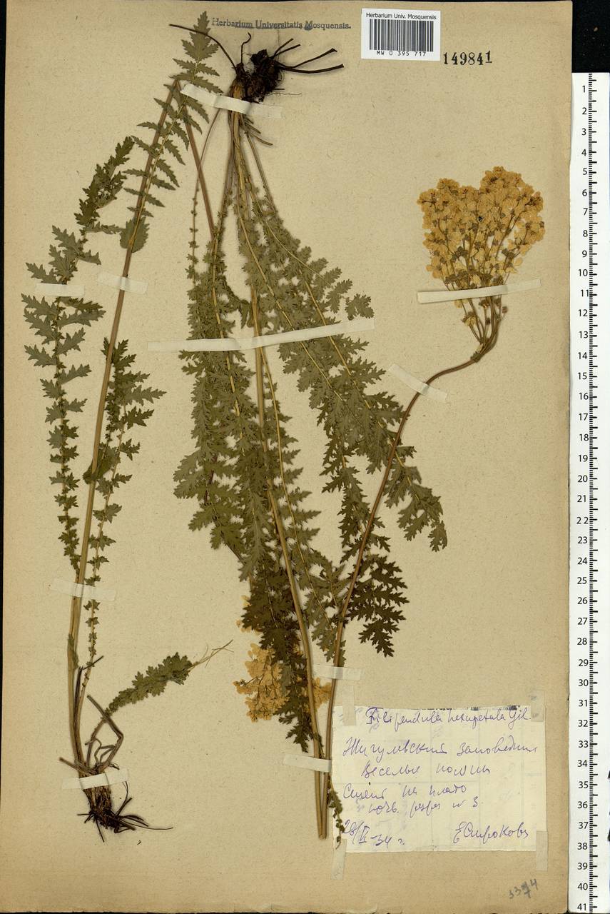 Filipendula vulgaris Moench, Eastern Europe, Middle Volga region (E8) (Russia)
