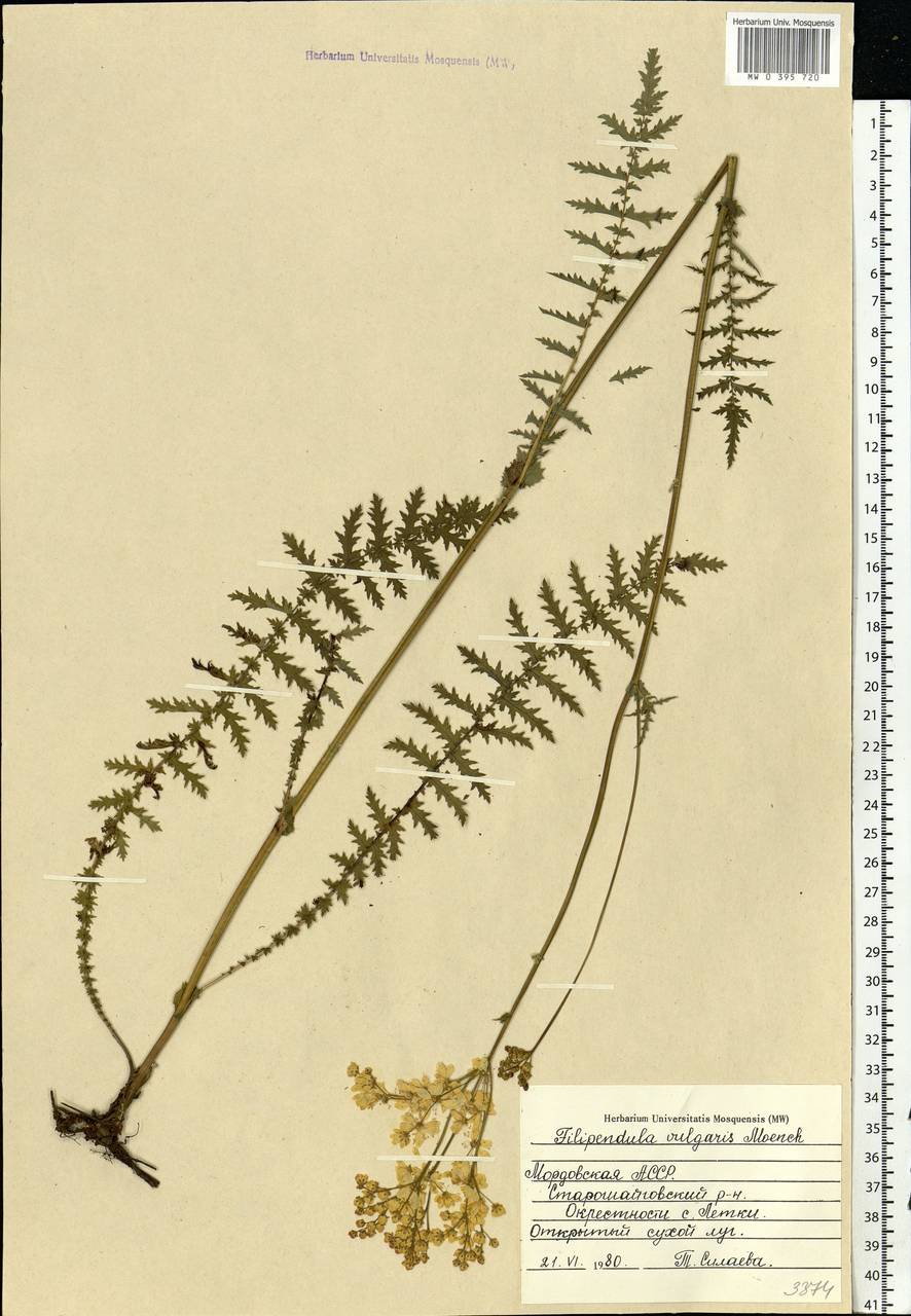Filipendula vulgaris Moench, Eastern Europe, Middle Volga region (E8) (Russia)