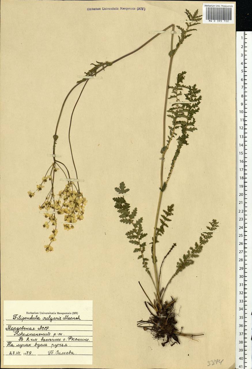 Filipendula vulgaris Moench, Eastern Europe, Middle Volga region (E8) (Russia)