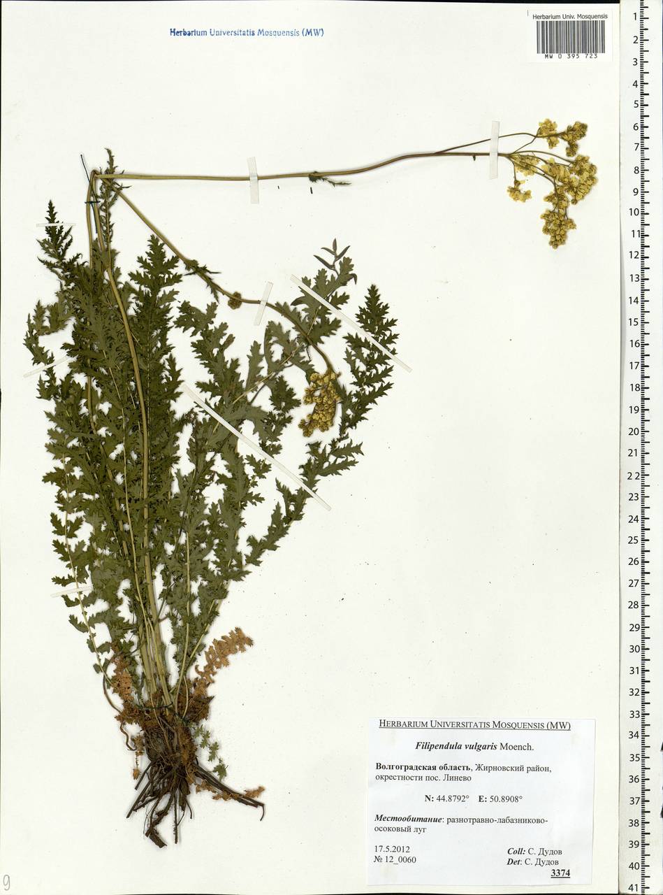 Filipendula vulgaris Moench, Eastern Europe, Lower Volga region (E9) (Russia)