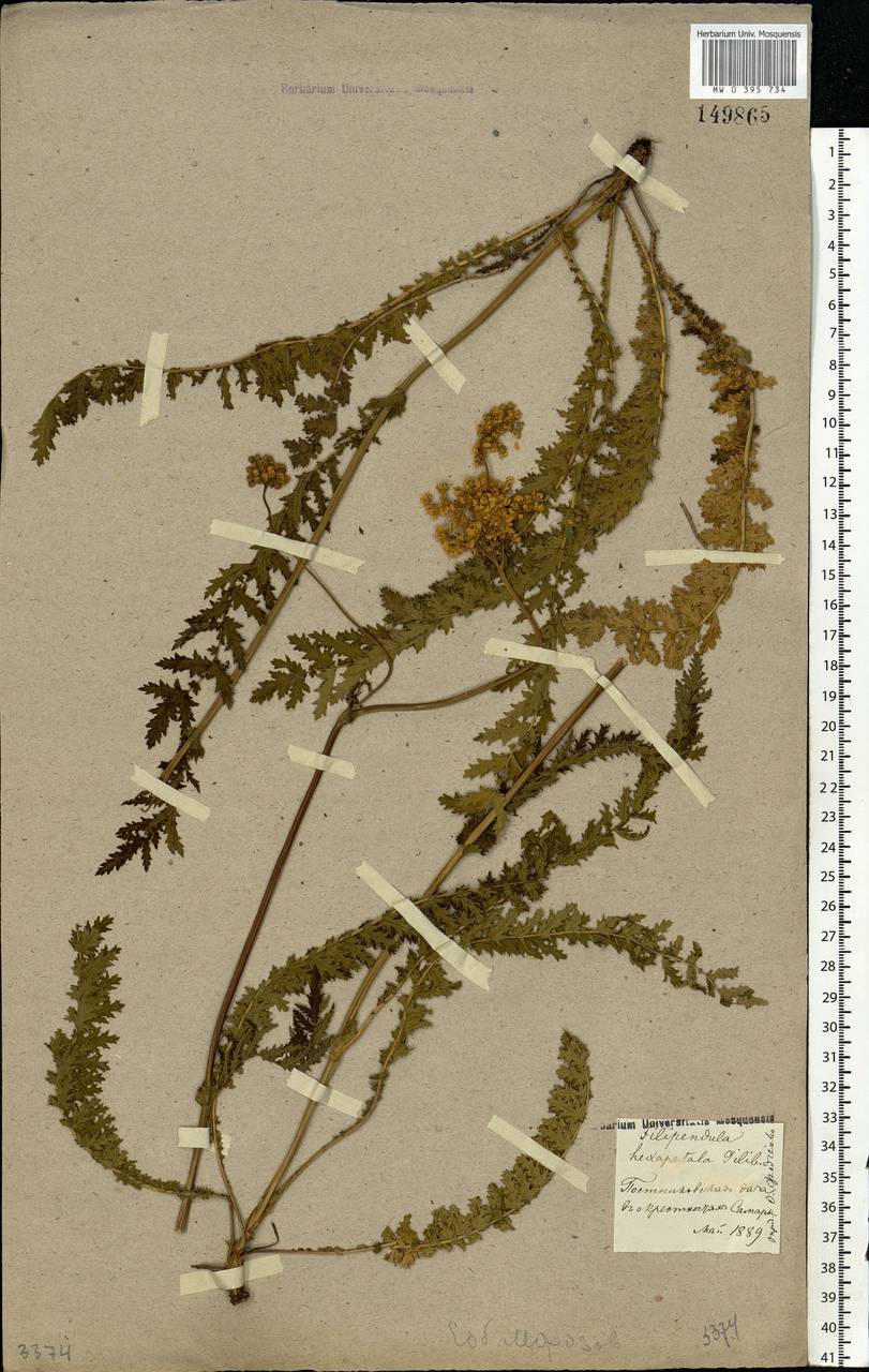 Filipendula vulgaris Moench, Eastern Europe, Middle Volga region (E8) (Russia)