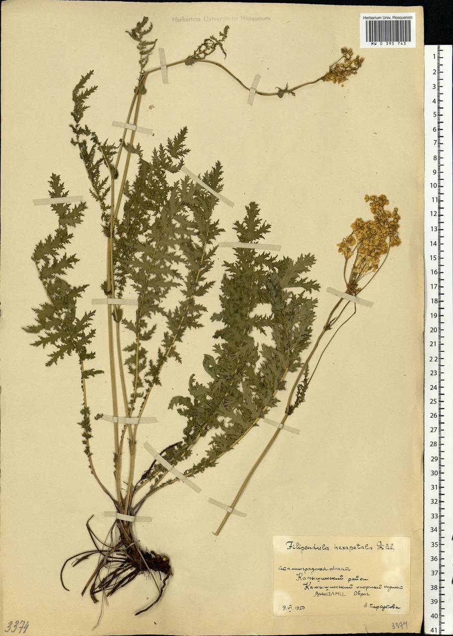 Filipendula vulgaris Moench, Eastern Europe, Lower Volga region (E9) (Russia)