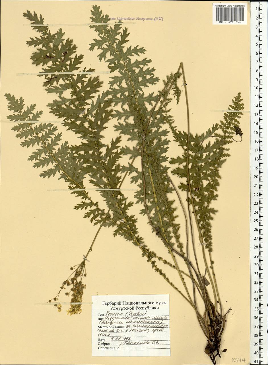 Filipendula vulgaris Moench, Eastern Europe, Volga-Kama region (E7) (Russia)