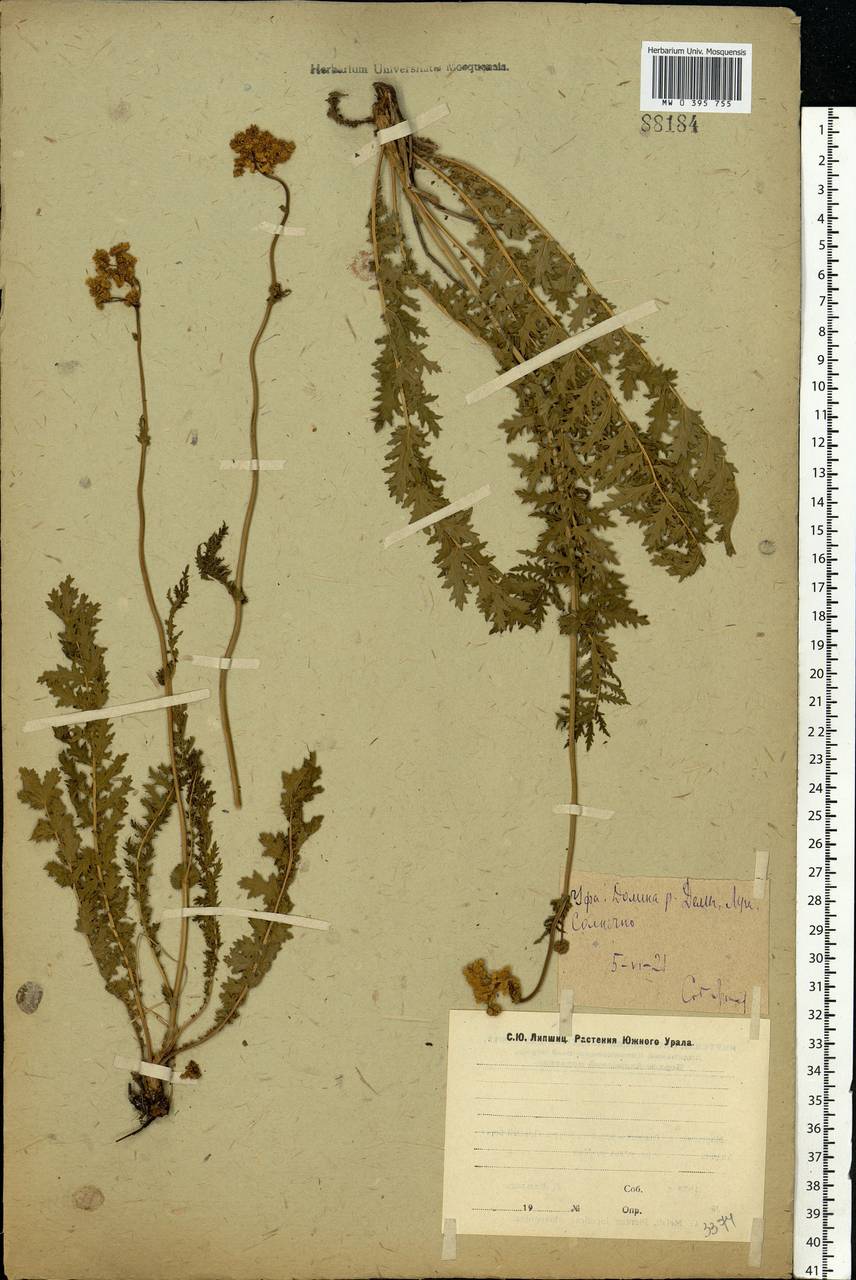 Filipendula vulgaris Moench, Eastern Europe, Eastern region (E10) (Russia)