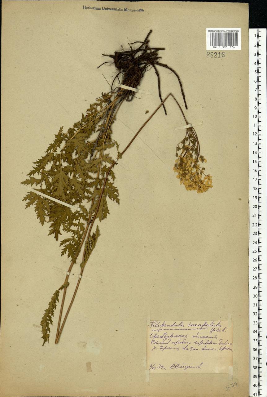 Filipendula vulgaris Moench, Eastern Europe, Eastern region (E10) (Russia)
