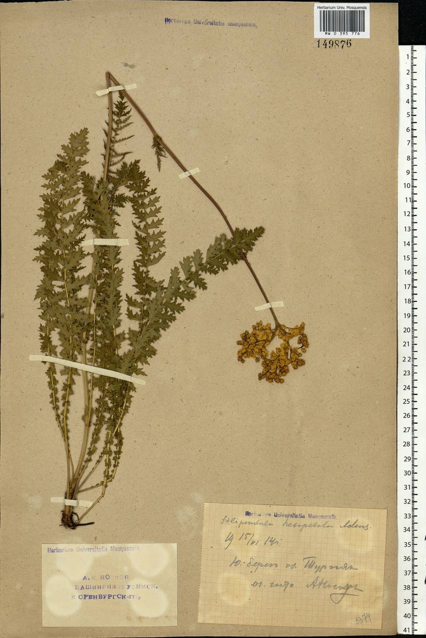 Filipendula vulgaris Moench, Eastern Europe, Eastern region (E10) (Russia)