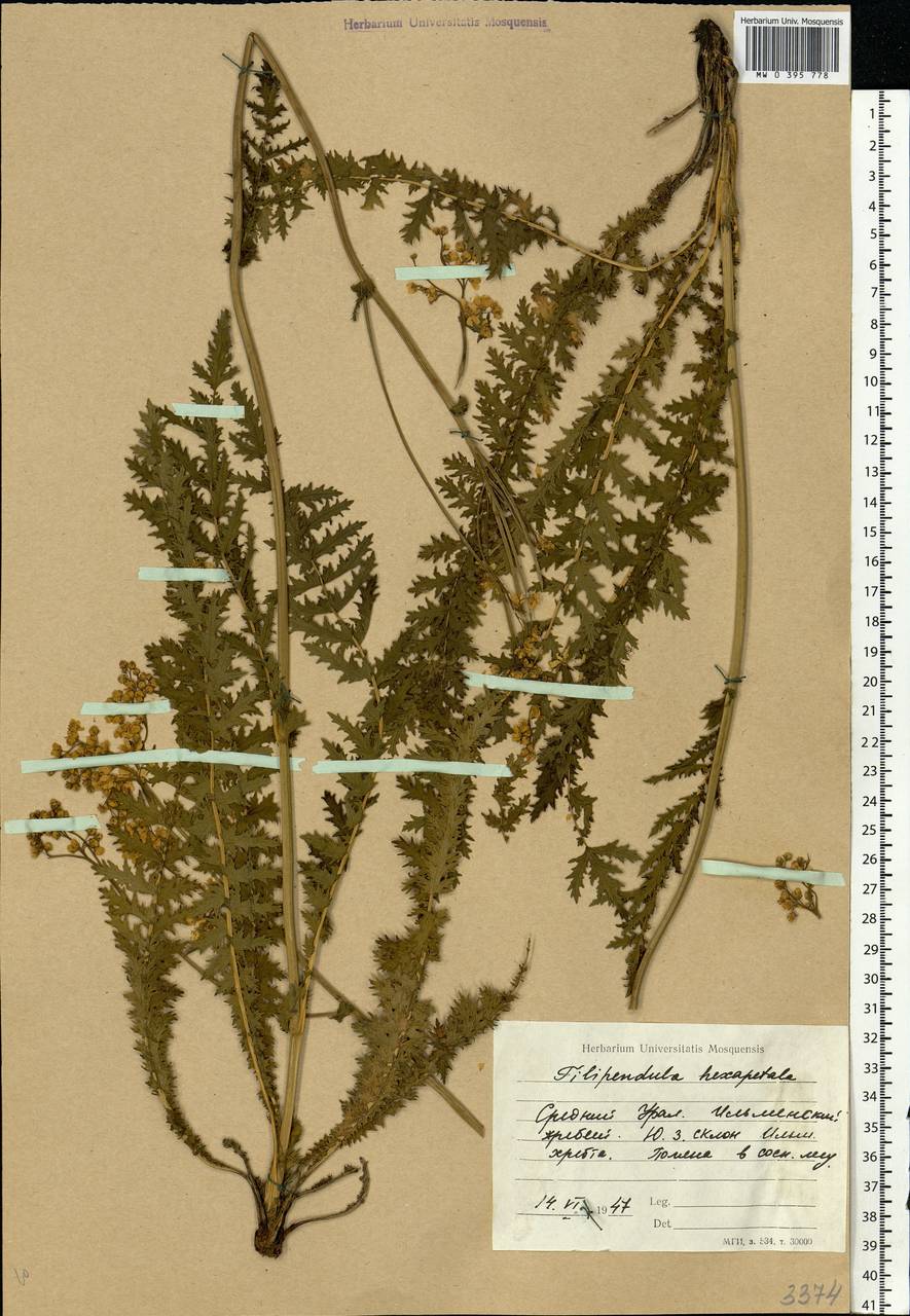 Filipendula vulgaris Moench, Eastern Europe, Eastern region (E10) (Russia)