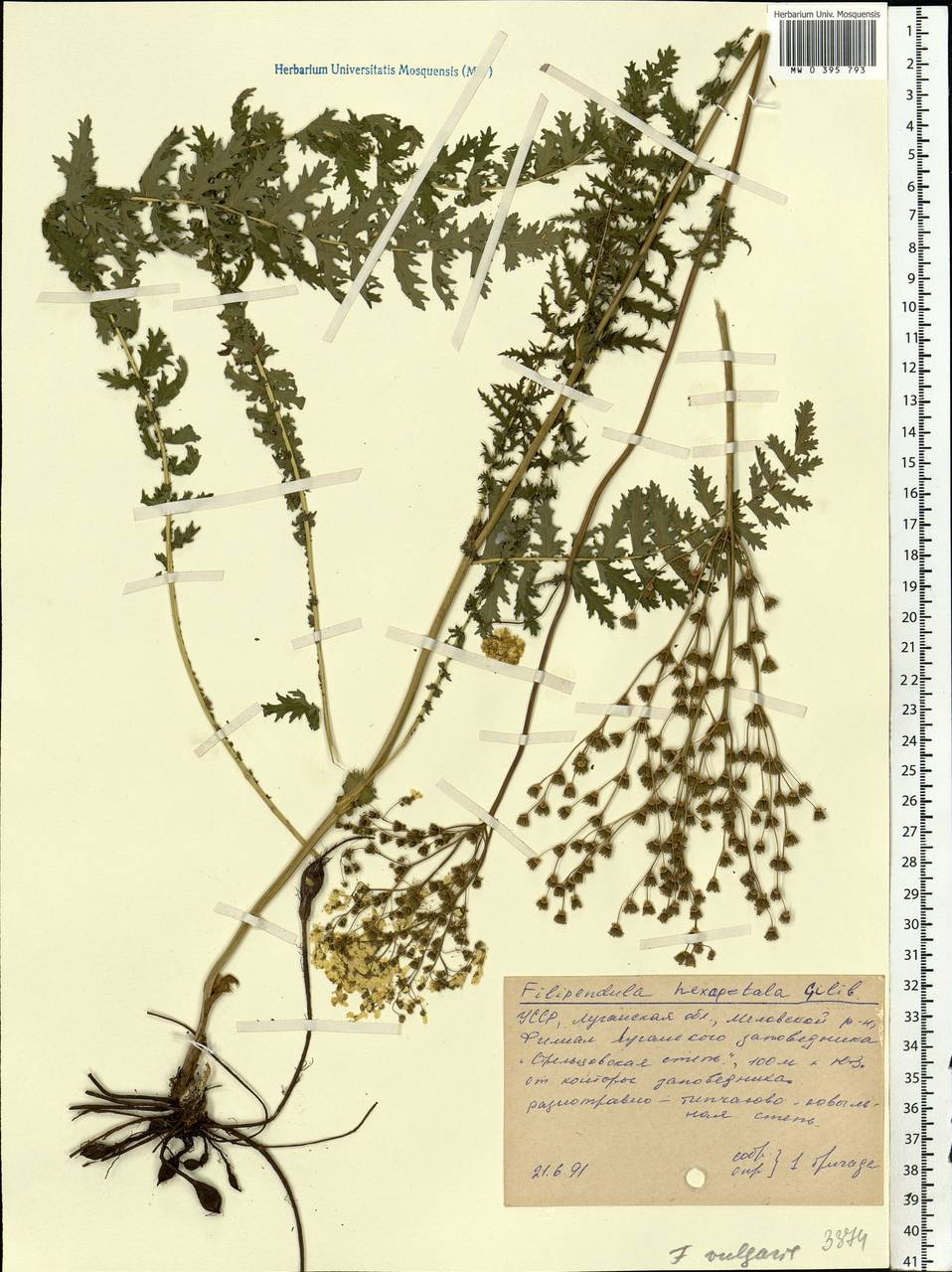 Filipendula vulgaris Moench, Eastern Europe, North Ukrainian region (E11) (Ukraine)