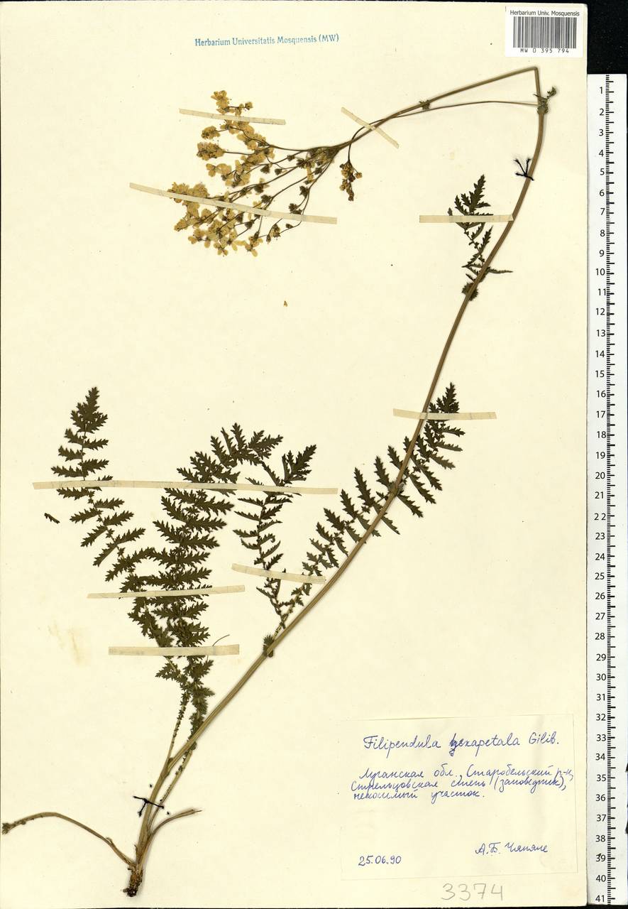 Filipendula vulgaris Moench, Eastern Europe, North Ukrainian region (E11) (Ukraine)