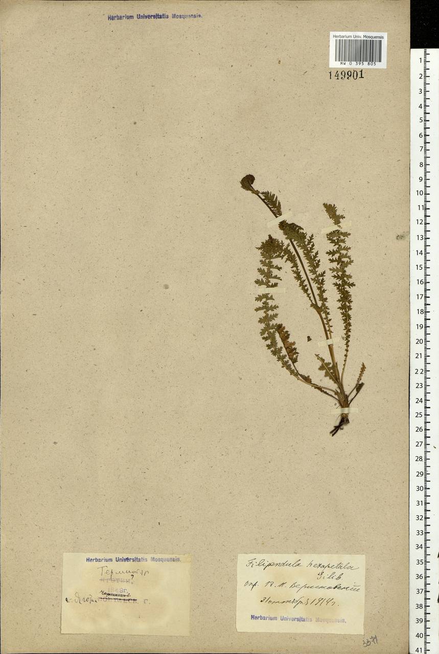 Filipendula vulgaris Moench, Eastern Europe, North Ukrainian region (E11) (Ukraine)