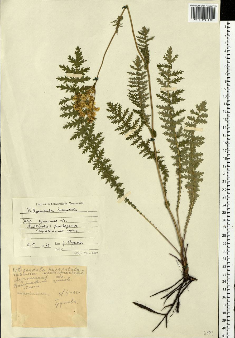 Filipendula vulgaris Moench, Eastern Europe, North Ukrainian region (E11) (Ukraine)