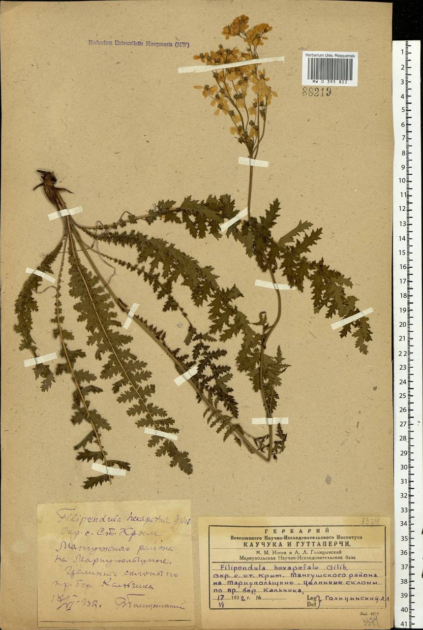 Filipendula vulgaris Moench, Eastern Europe, South Ukrainian region (E12) (Ukraine)