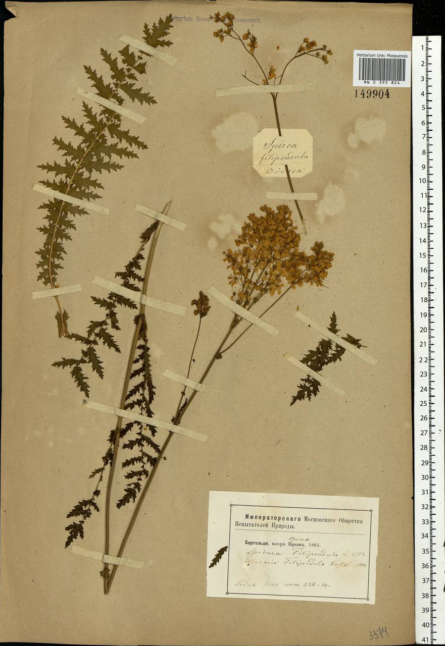 Filipendula vulgaris Moench, Eastern Europe, South Ukrainian region (E12) (Ukraine)
