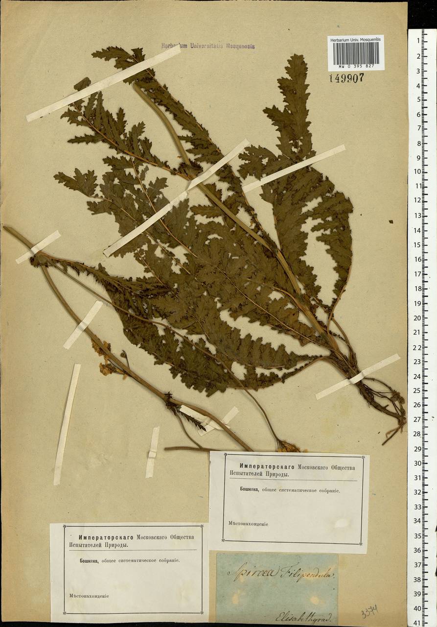 Filipendula vulgaris Moench, Eastern Europe, South Ukrainian region (E12) (Ukraine)