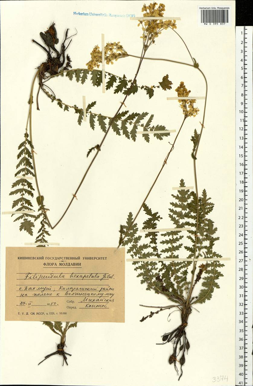 Filipendula vulgaris Moench, Eastern Europe, Moldova (E13a) (Moldova)
