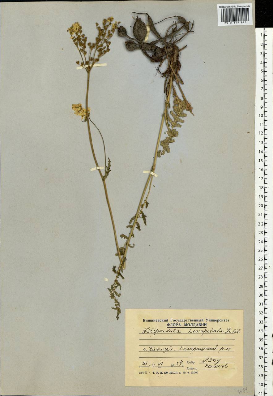 Filipendula vulgaris Moench, Eastern Europe, Moldova (E13a) (Moldova)