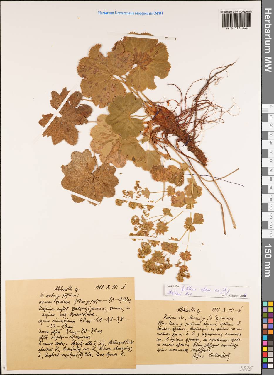 Alchemilla baltica Sam. ex Juz., Eastern Europe, Central region (E4) (Russia)