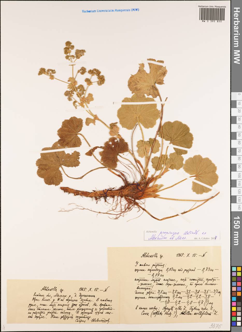 Alchemilla propinqua H. Lindb. ex Juz., Eastern Europe, Central region (E4) (Russia)