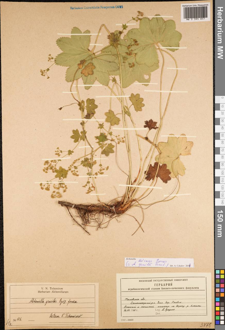 Alchemilla micans Buser, Eastern Europe, Moscow region (E4a) (Russia)