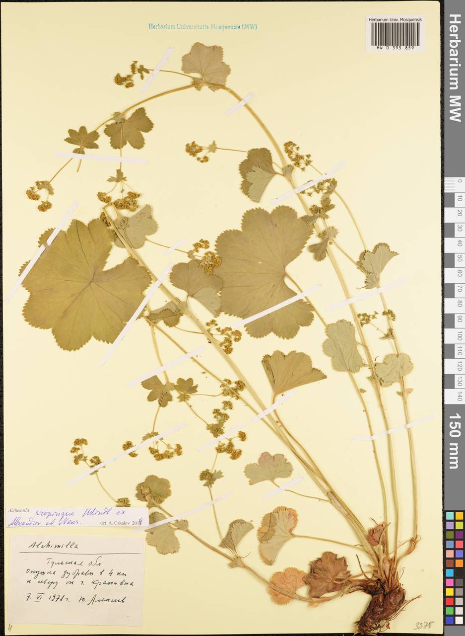 Alchemilla propinqua H. Lindb. ex Juz., Eastern Europe, Central region (E4) (Russia)