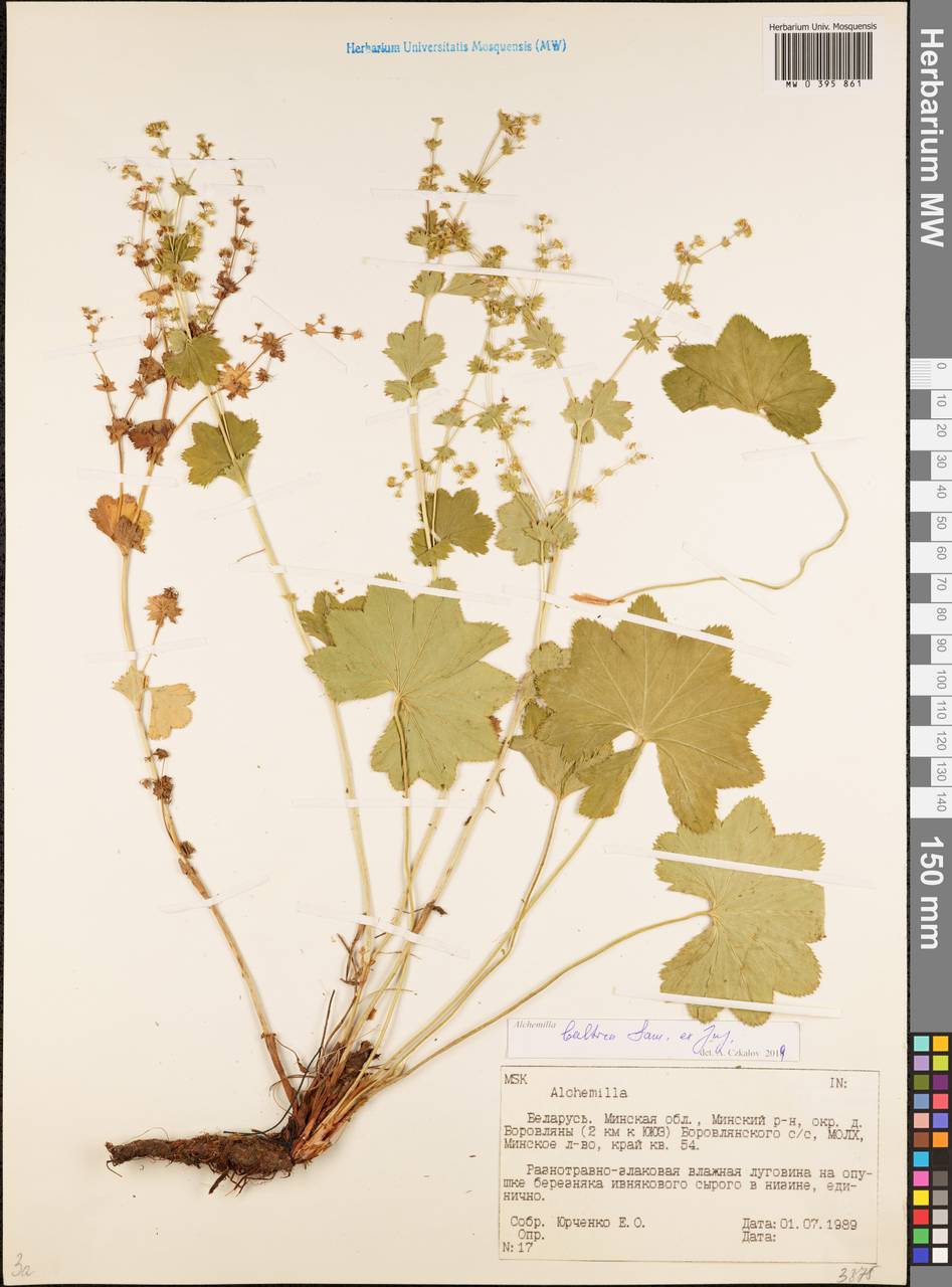 Alchemilla baltica Sam. ex Juz., Eastern Europe, Belarus (E3a) (Belarus)