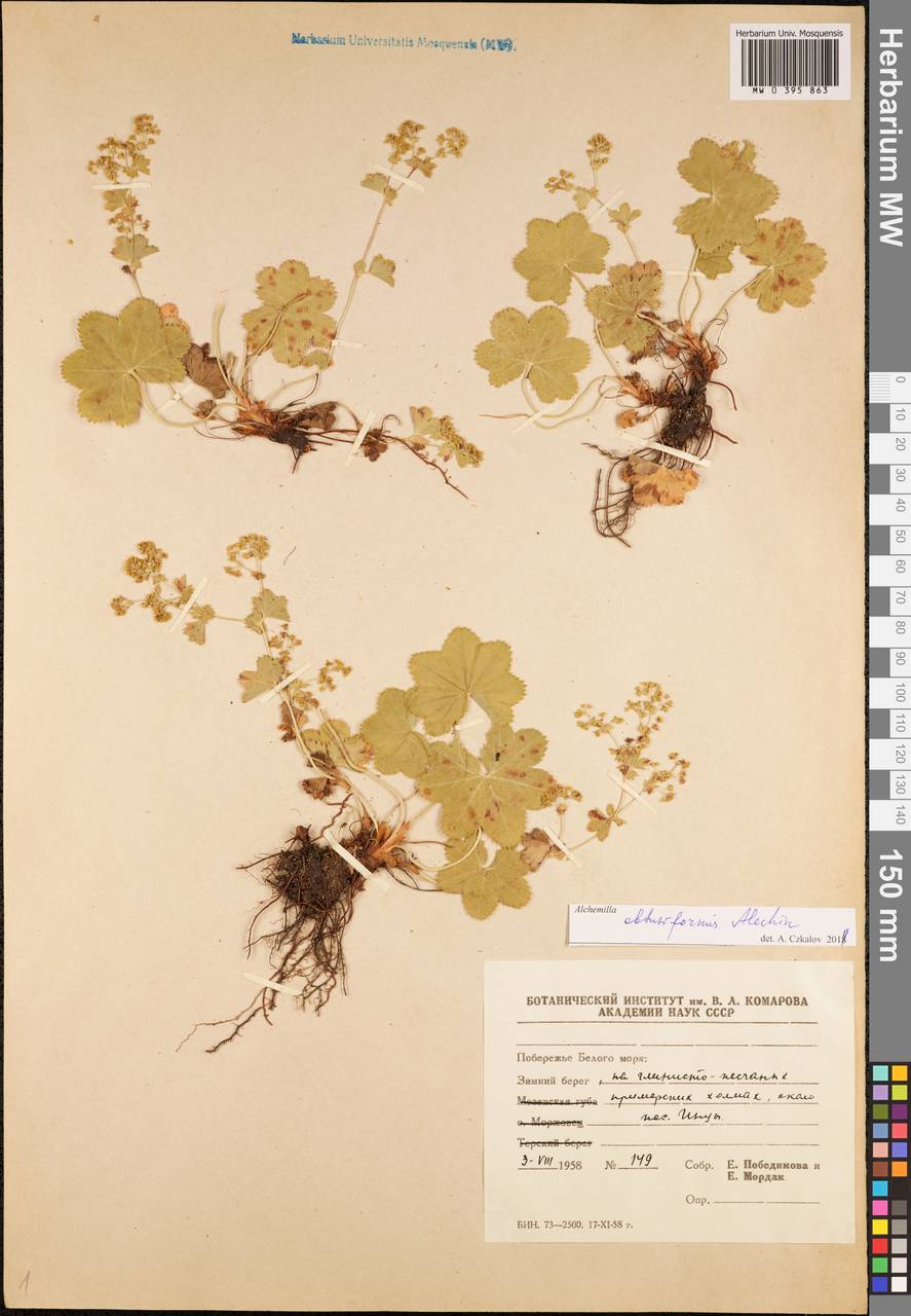Alchemilla obtusiformis Alechin, Eastern Europe, Northern region (E1) (Russia)