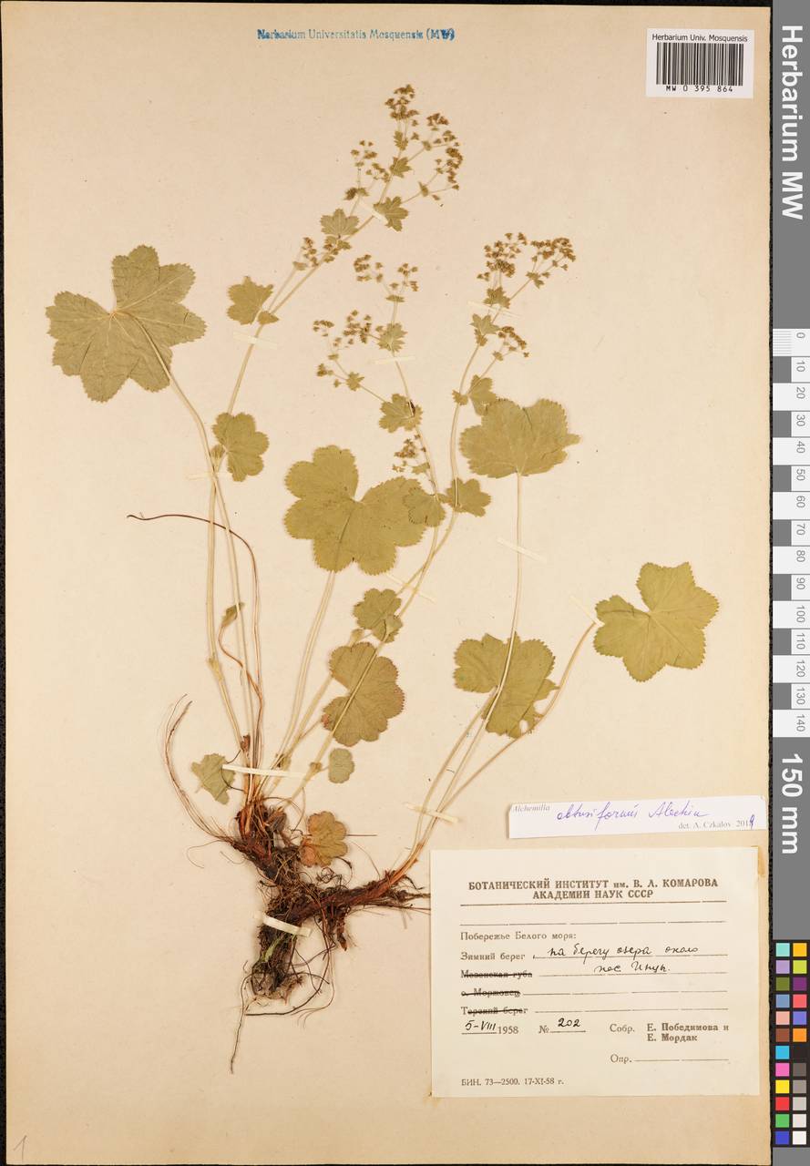 Alchemilla obtusiformis Alechin, Eastern Europe, Northern region (E1) (Russia)
