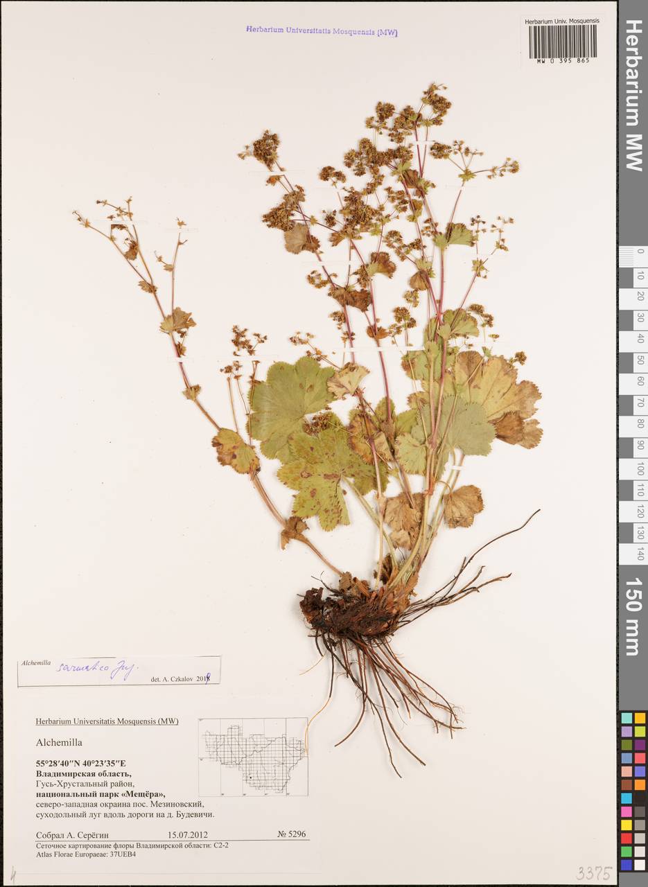 Alchemilla sarmatica Juz., Eastern Europe, Central region (E4) (Russia)