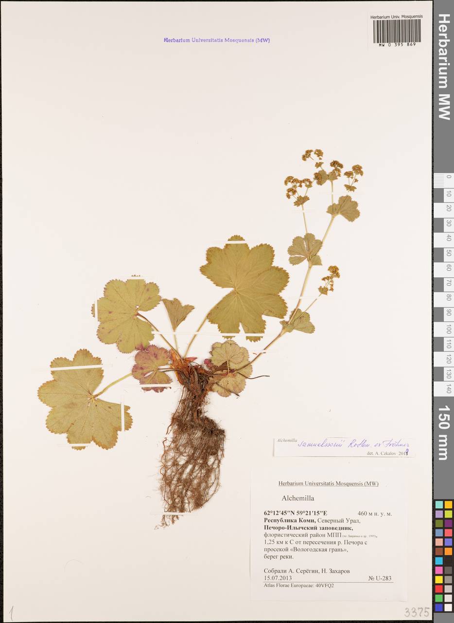 Alchemilla samuelssonii Rothm. ex S. E. Fröhner, Eastern Europe, Northern region (E1) (Russia)