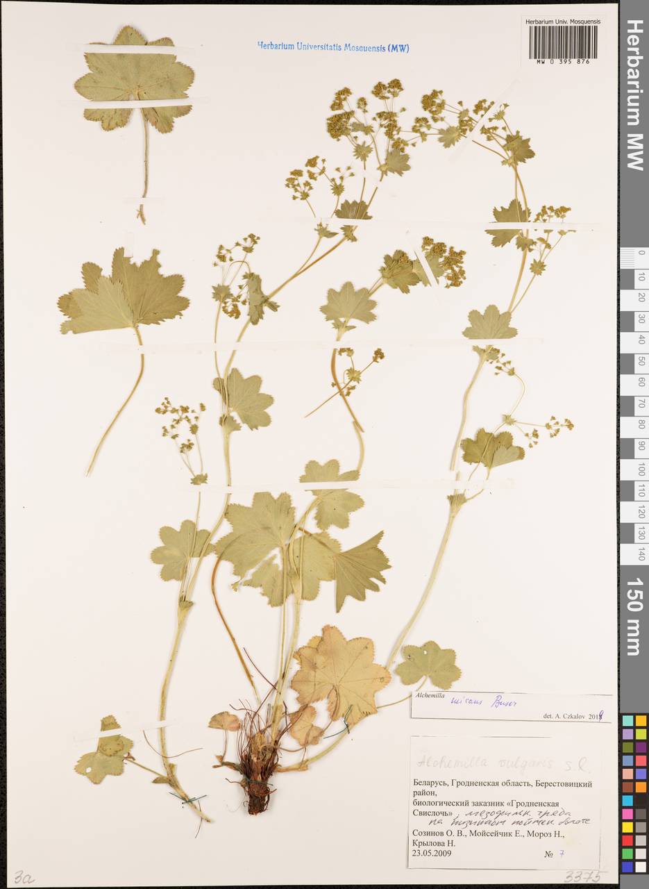 Alchemilla micans Buser, Eastern Europe, Belarus (E3a) (Belarus)