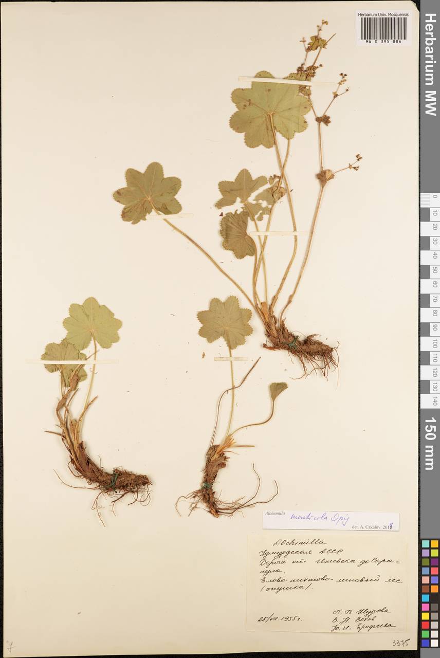 Alchemilla monticola Opiz, Eastern Europe, Volga-Kama region (E7) (Russia)