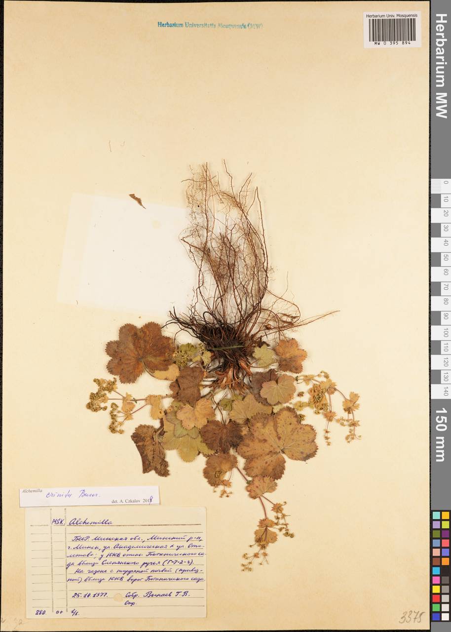 Alchemilla crinita Buser, Eastern Europe, Belarus (E3a) (Belarus)