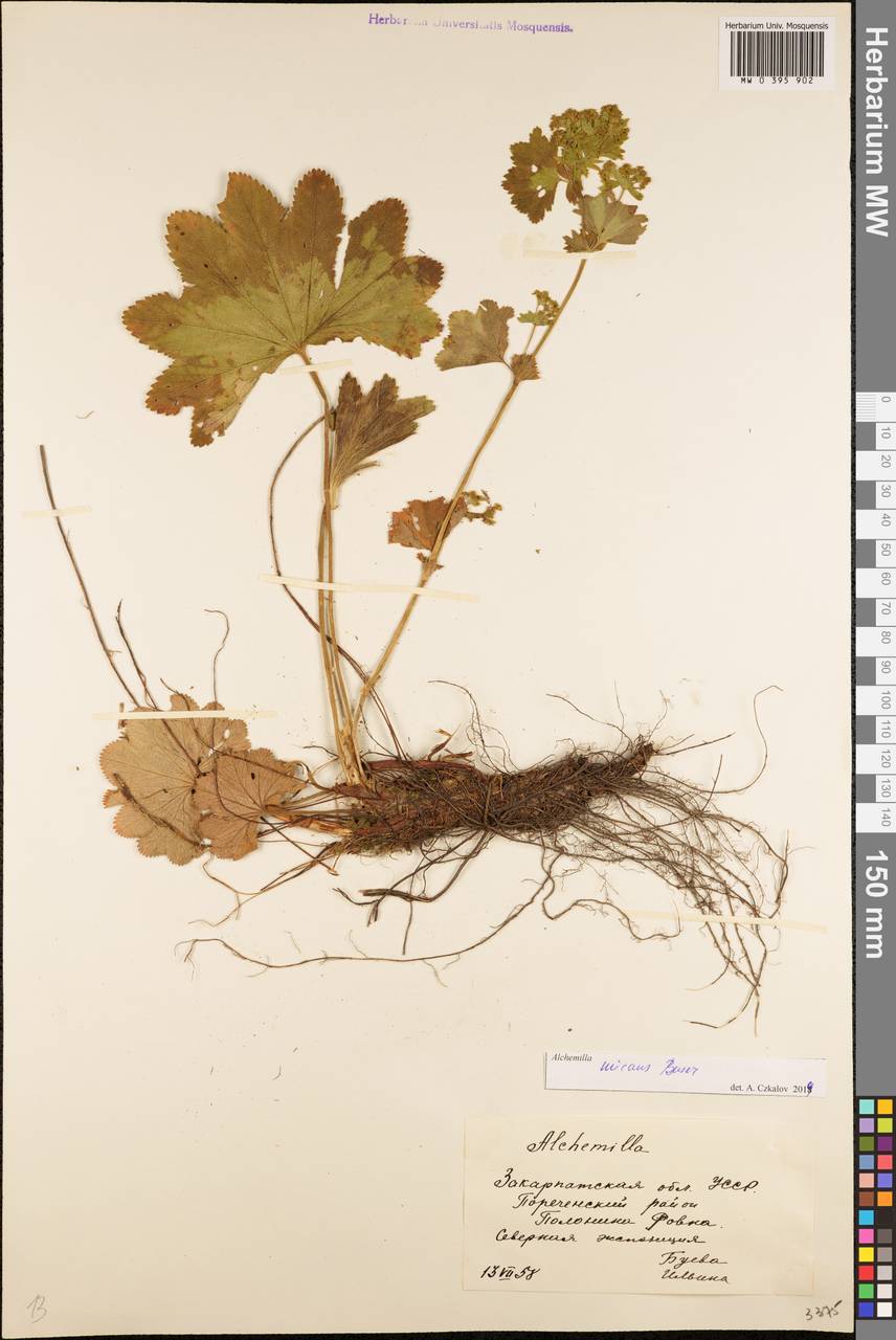 Alchemilla micans Buser, Eastern Europe, West Ukrainian region (E13) (Ukraine)