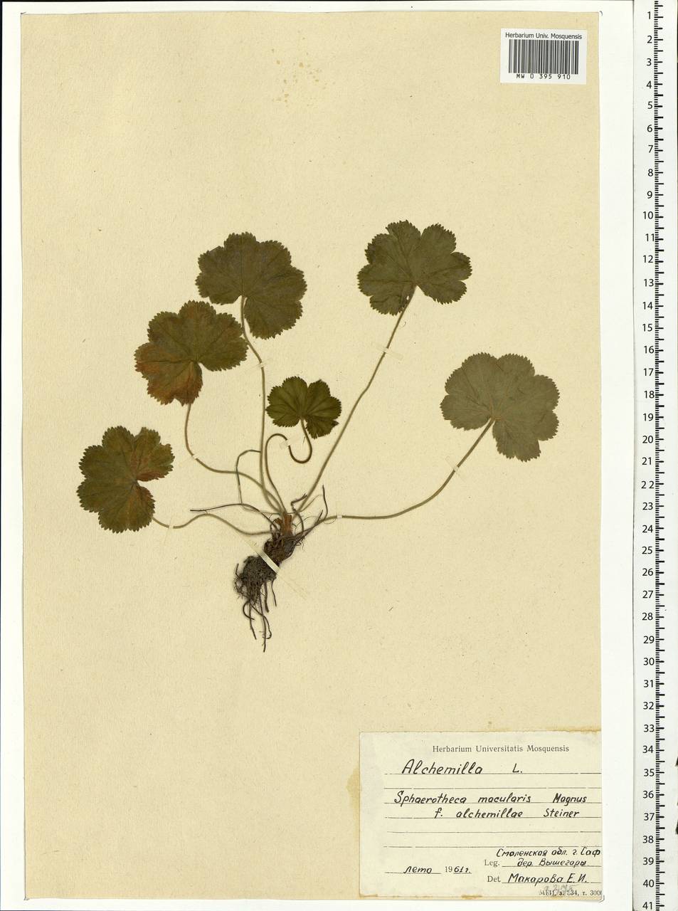 Alchemilla, Eastern Europe, Western region (E3) (Russia)
