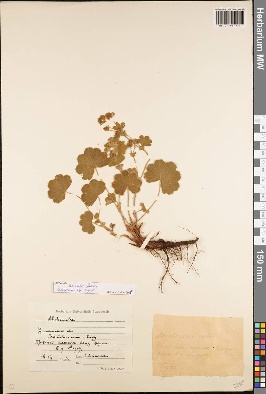 Alchemilla micans Buser, Eastern Europe, Eastern region (E10) (Russia)