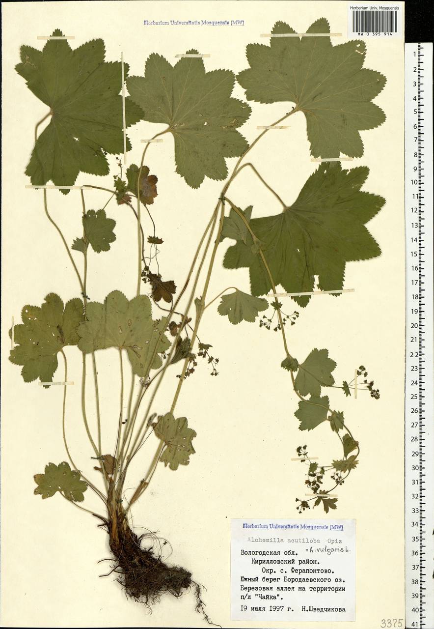 Alchemilla vulgaris L., Eastern Europe, Northern region (E1) (Russia)