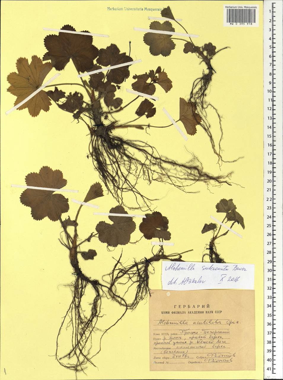 Alchemilla subcrenata Buser, Eastern Europe, Northern region (E1) (Russia)