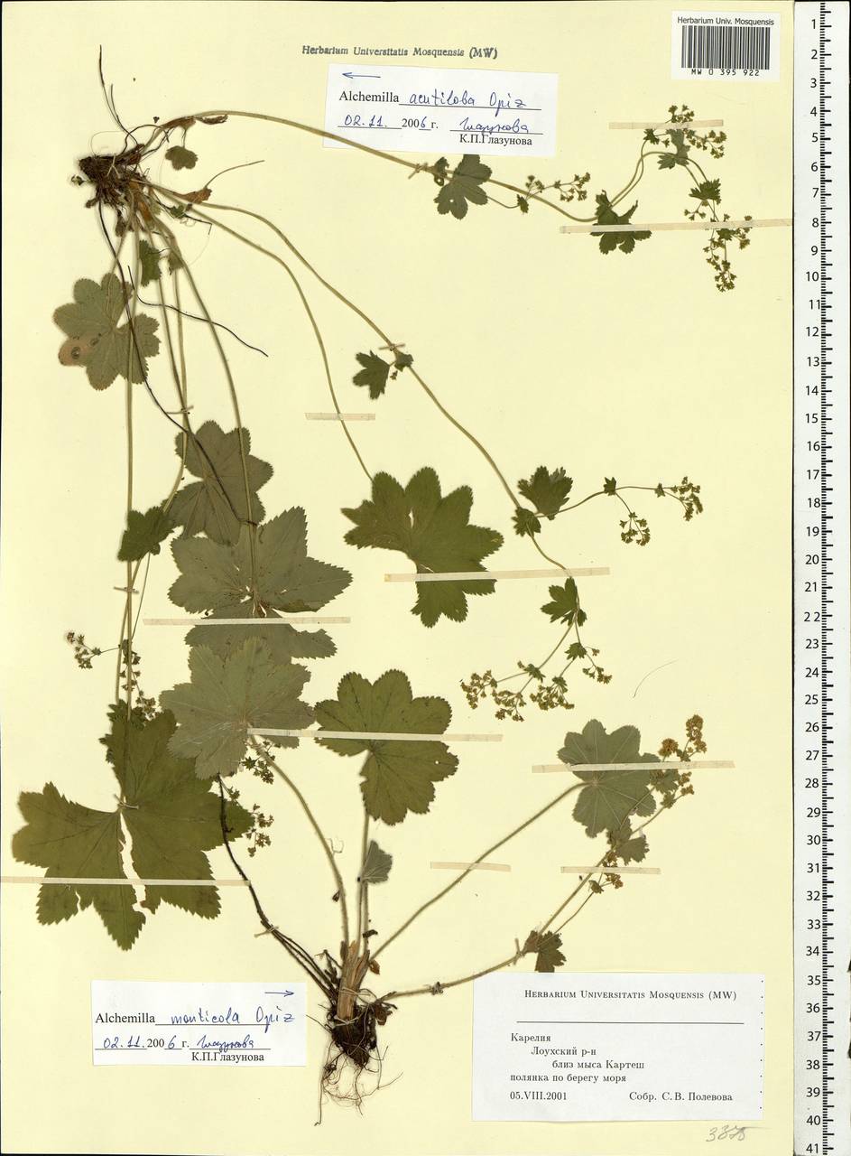 Alchemilla vulgaris L., Eastern Europe, Northern region (E1) (Russia)