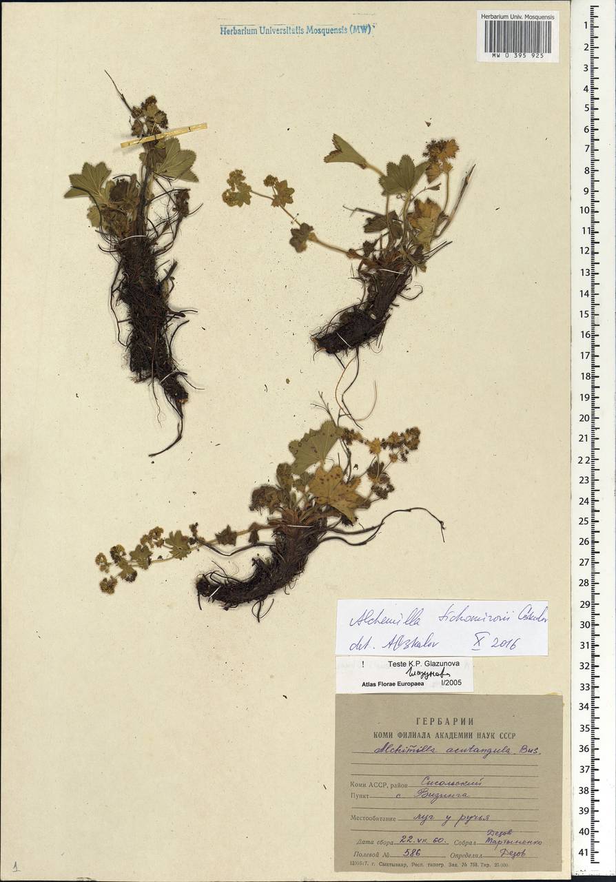 Alchemilla tichomirovii Czkalov, Eastern Europe, Northern region (E1) (Russia)